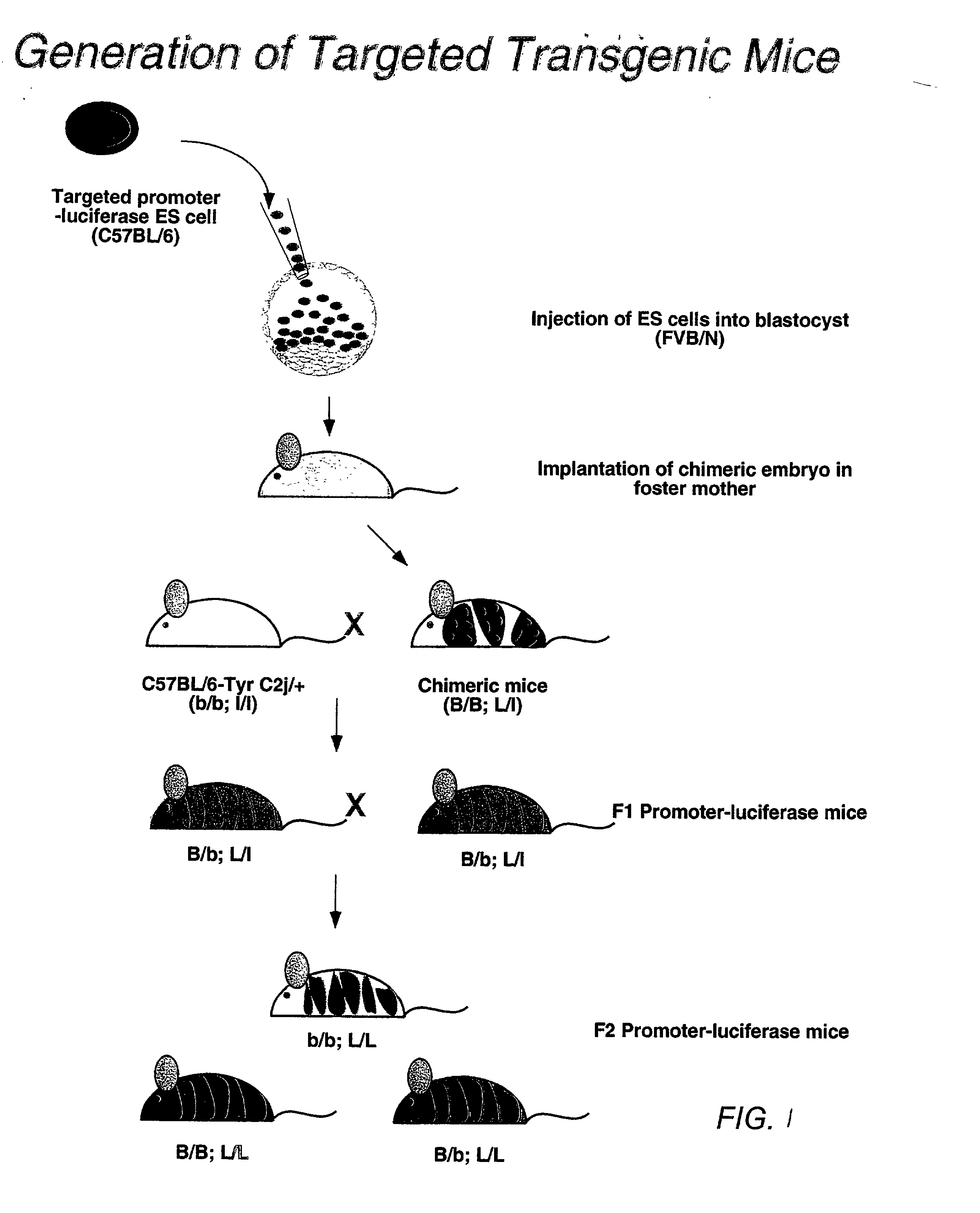 Non-invasive evaluation of physiological response in a mammal