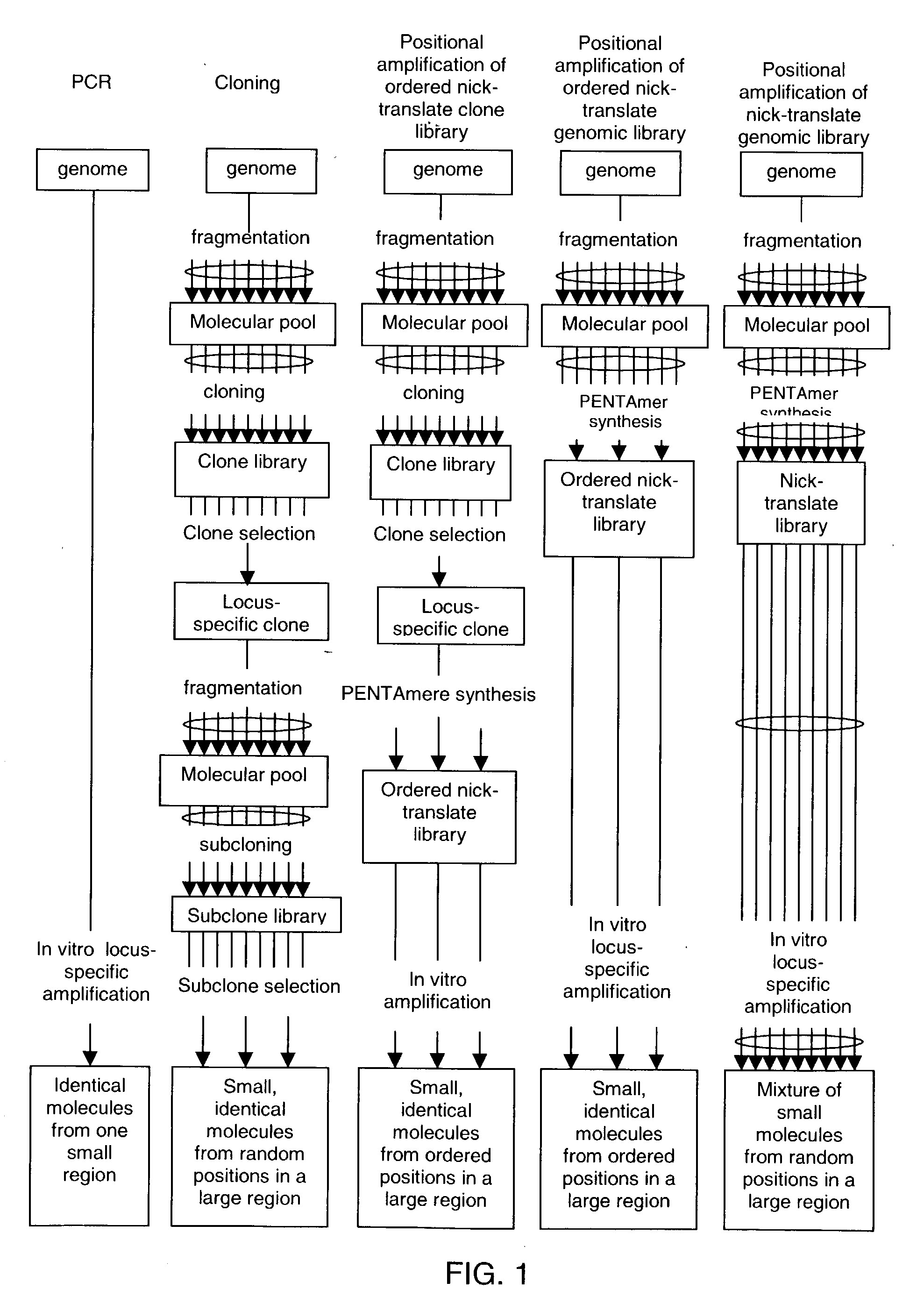 Method of producing a DNA library using positional amplification