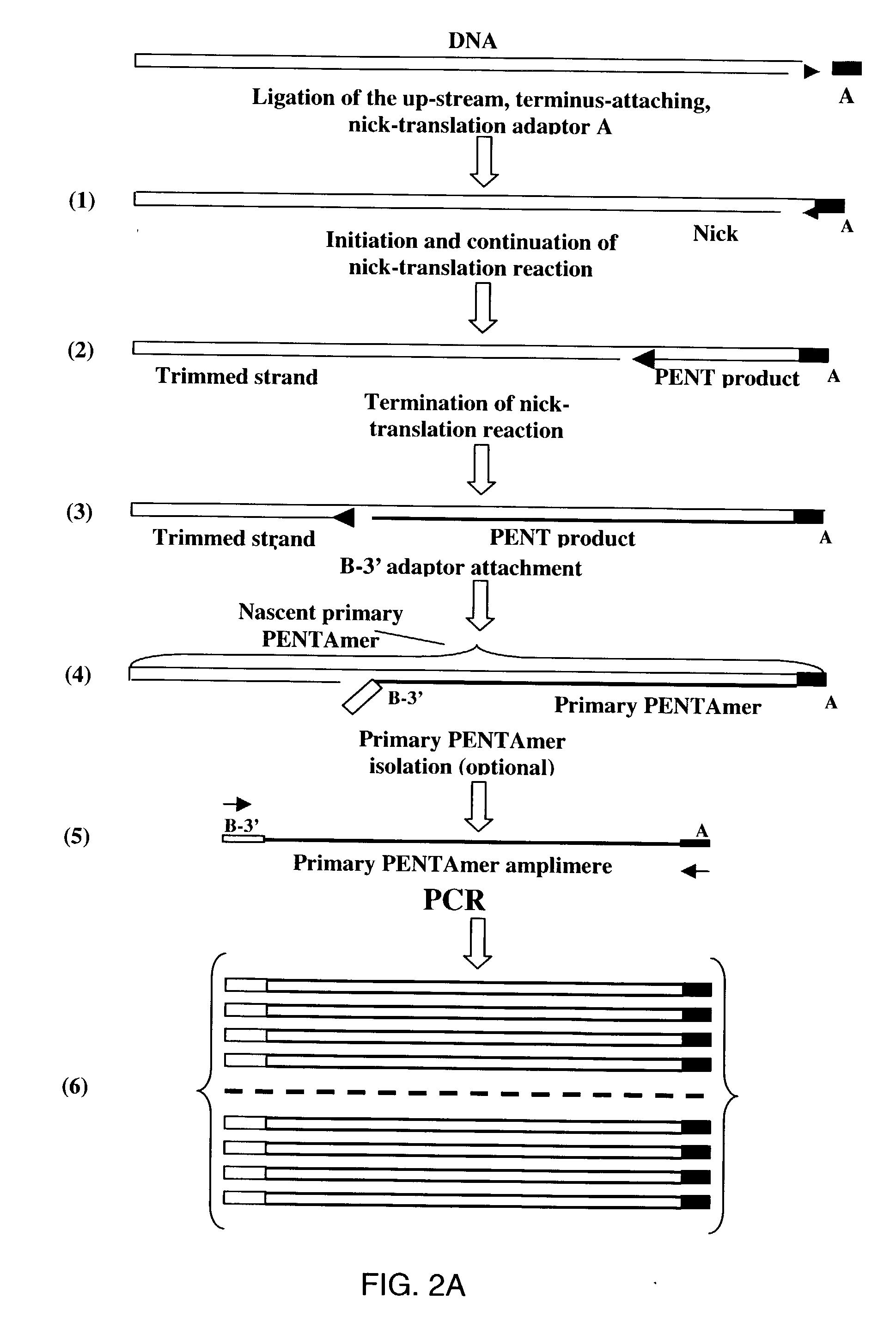 Method of producing a DNA library using positional amplification