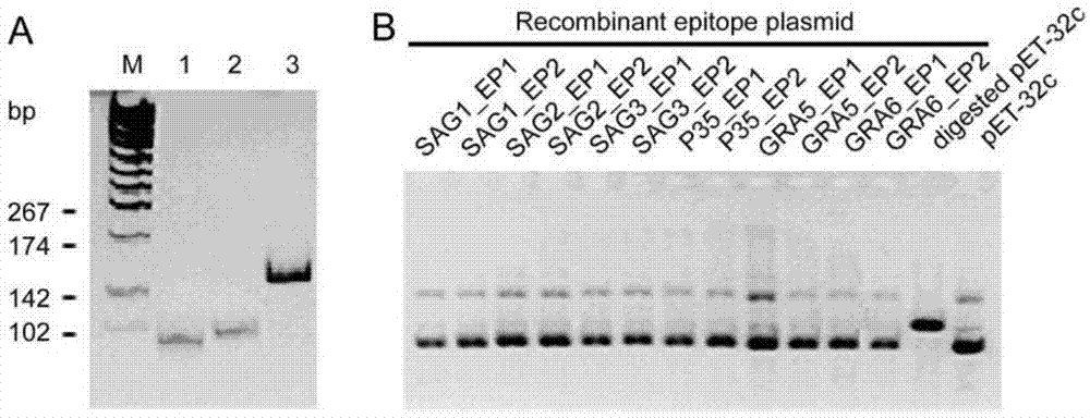 Fusion protein TgMEP as well as preparation method and application thereof