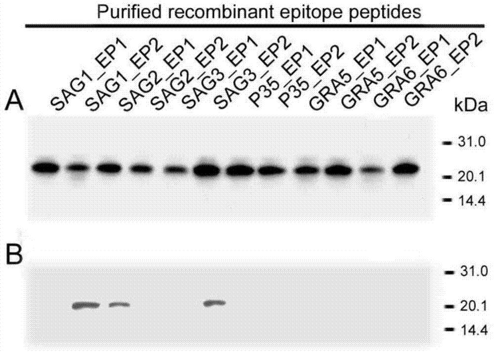 Fusion protein TgMEP as well as preparation method and application thereof