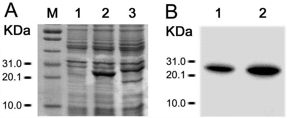 Fusion protein TgMEP as well as preparation method and application thereof