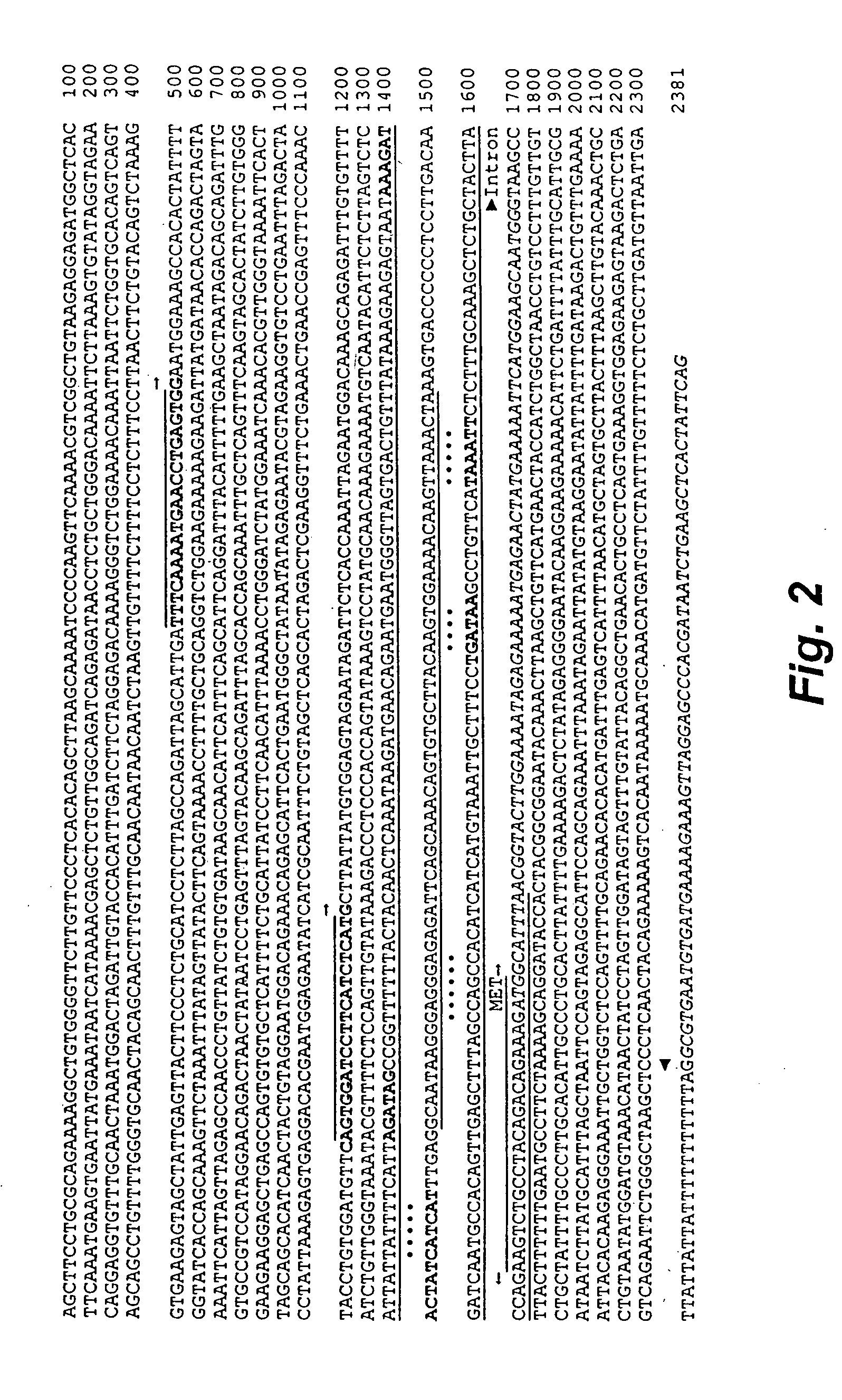 Gene expression in transgenic avians