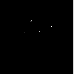 Chromosome flaking method of leymus hochst plant root tips