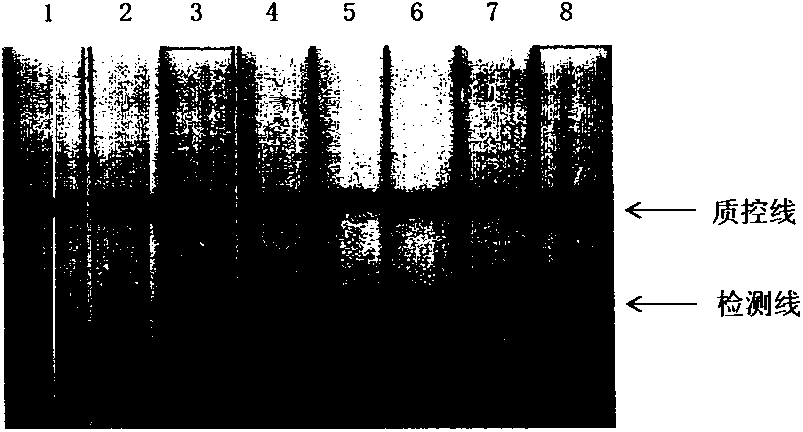 Novel detection kit for transgenic aspergillus oryzae and detection method thereof