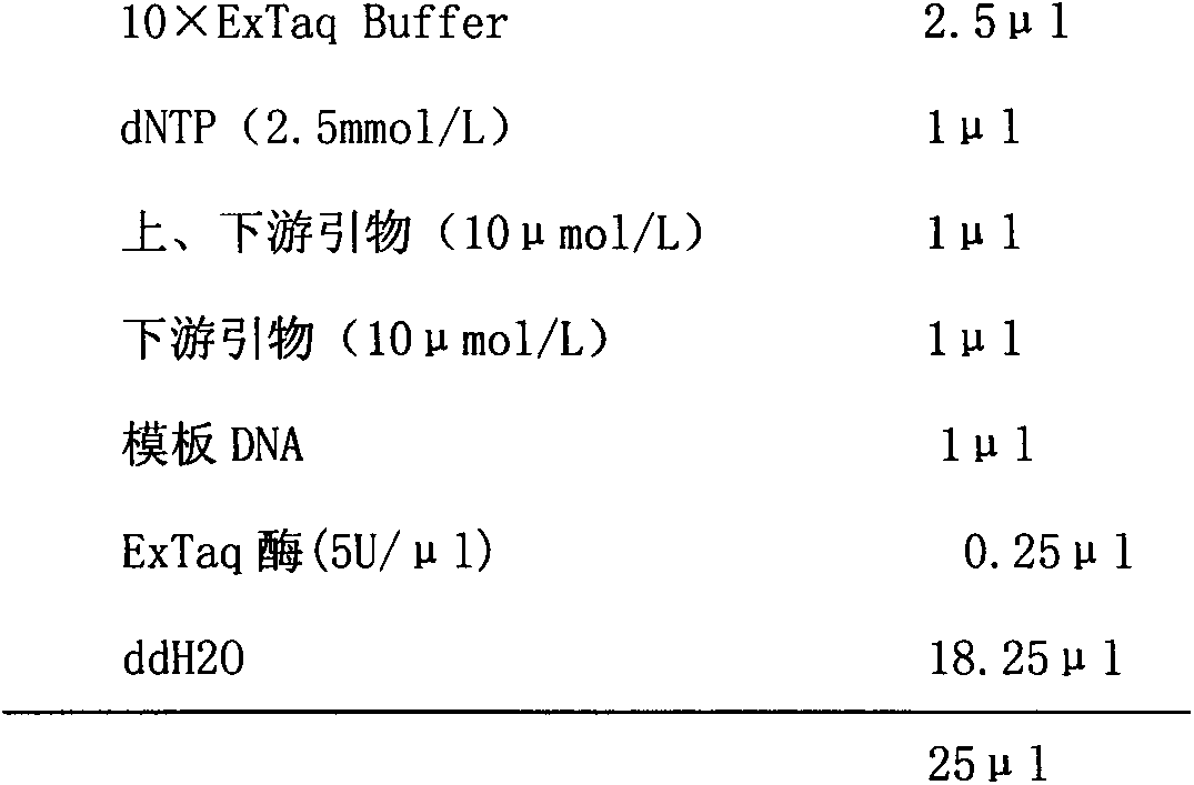 Novel detection kit for transgenic aspergillus oryzae and detection method thereof