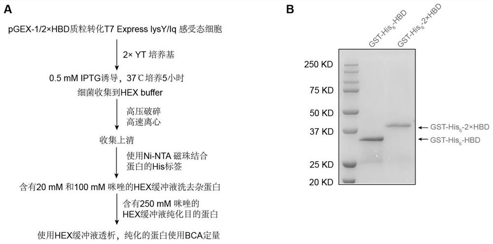 R-loop binding protein GST-His6-1/2*HBD and whole genome R-loop detection method