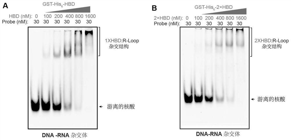 R-loop binding protein GST-His6-1/2*HBD and whole genome R-loop detection method