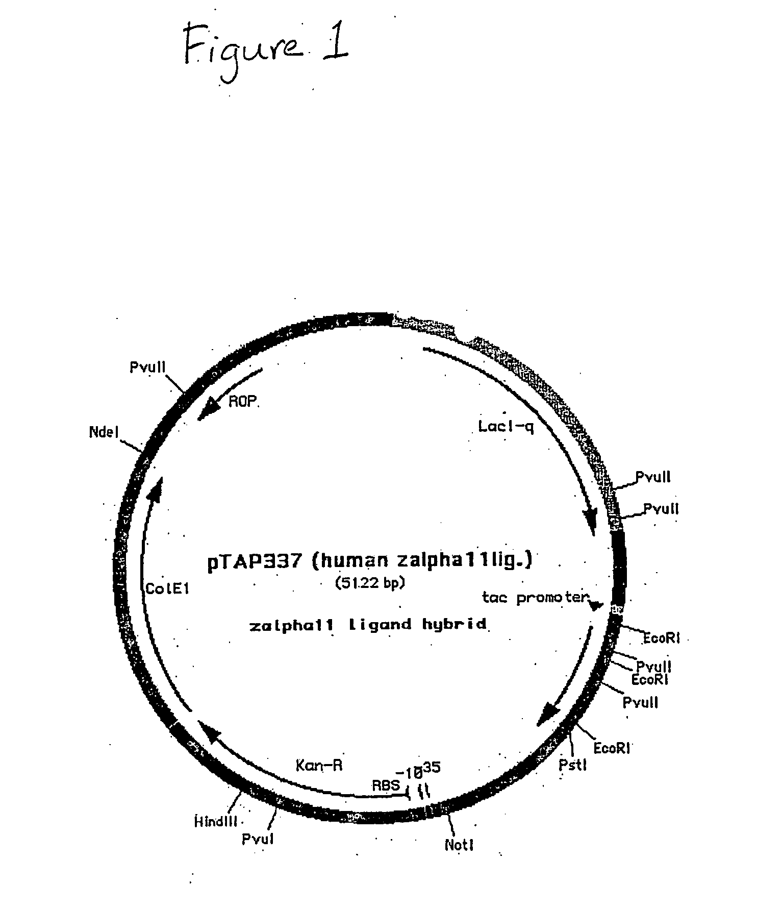 IL-21 production in prokaryotic hosts