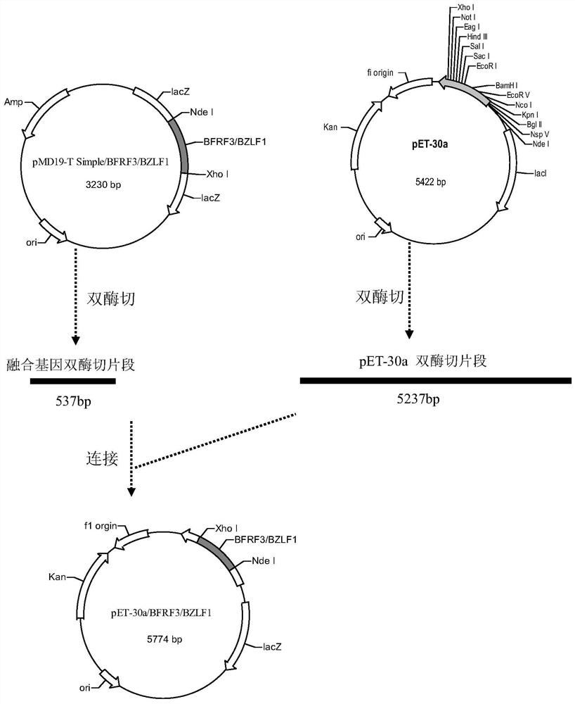 A kind of eb virus bfrf3-bzlf1 fusion protein, gene, vector containing it, host cell, test strip, production method and application thereof