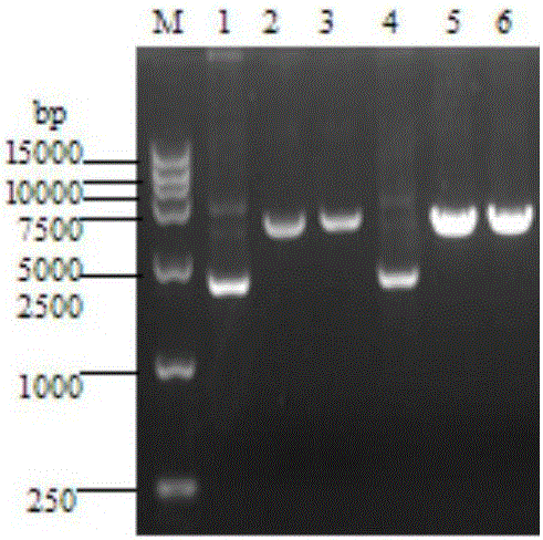 Yeast expressed chicken Cathelicidin antibacterial peptide as well as preparation method and application thereof