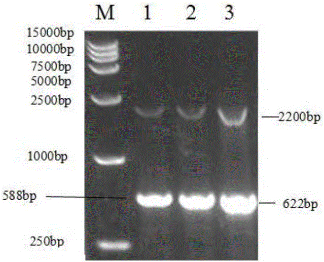 Yeast expressed chicken Cathelicidin antibacterial peptide as well as preparation method and application thereof