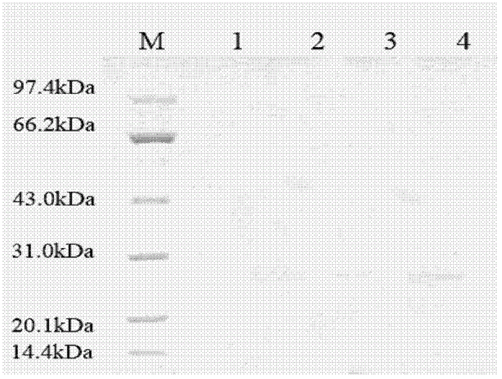 Functional polypeptide and application thereof