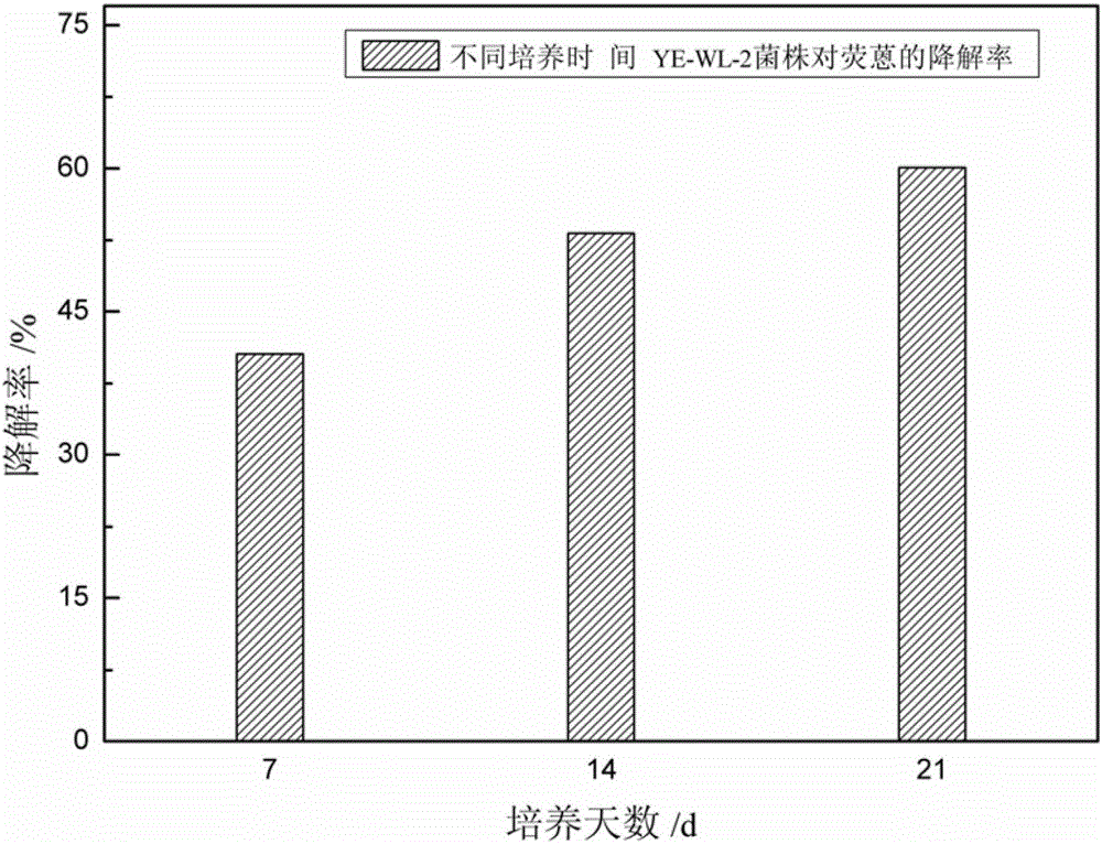 Polycyclic aromatic hydrocarbon degrading bacterium and applications thereof