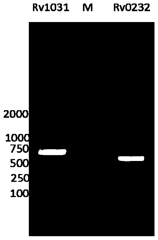 Protein and pharmaceutical composition for diagnosis of tuberculosis