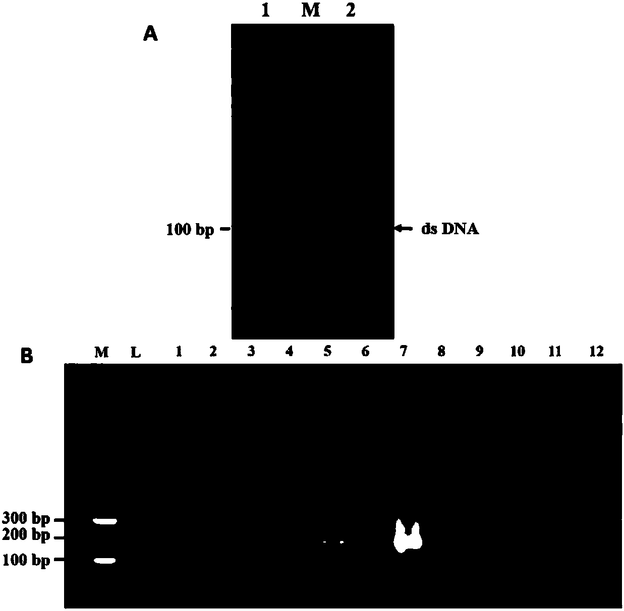 A single-stranded DNA aptamer that specifically binds (1,3)-β-d-glucan in Candida albicans