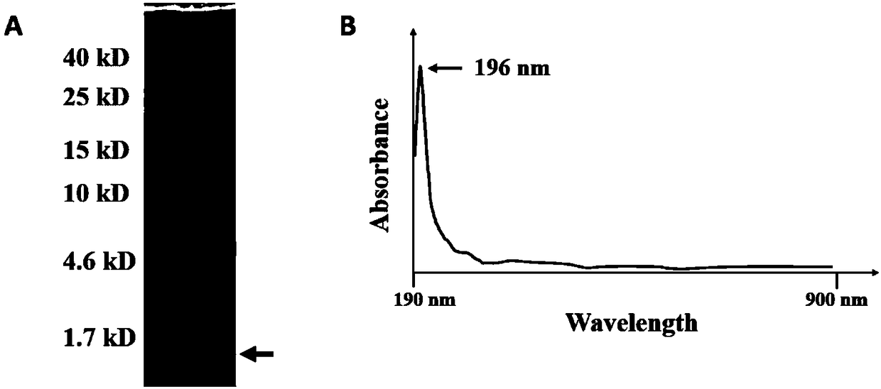 A single-stranded DNA aptamer that specifically binds (1,3)-β-d-glucan in Candida albicans