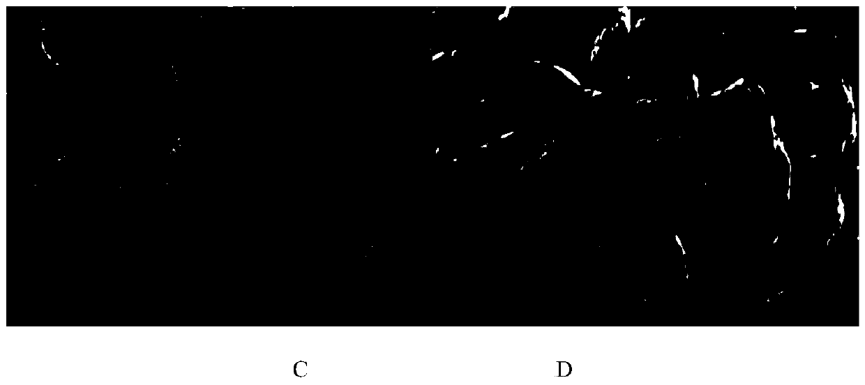 High-nickel ternary precursor with polycrystalline structure and preparation method of high-nickel ternary precursor