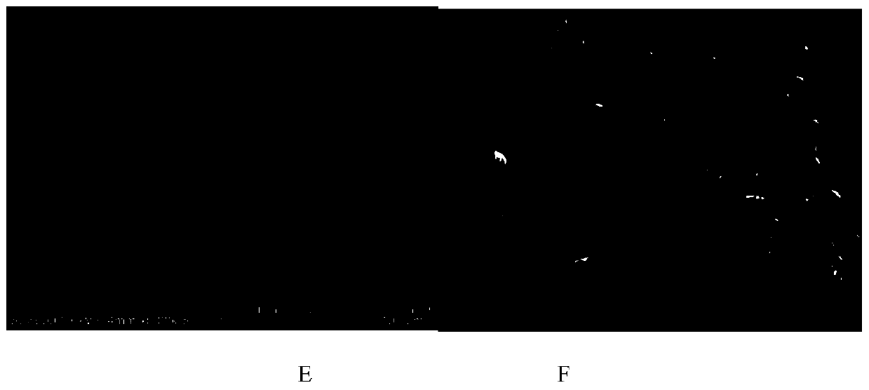 High-nickel ternary precursor with polycrystalline structure and preparation method of high-nickel ternary precursor