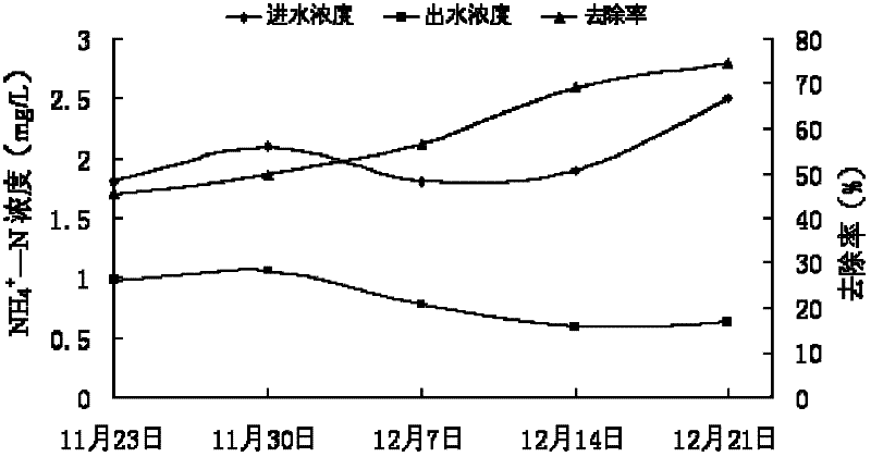 Application of pokeberry root in purifying livestock and poultry breeding biogas slurry