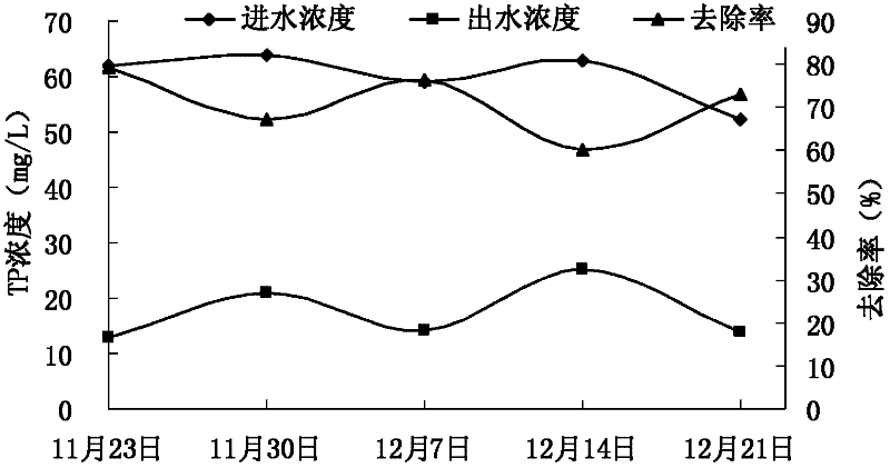 Application of pokeberry root in purifying livestock and poultry breeding biogas slurry