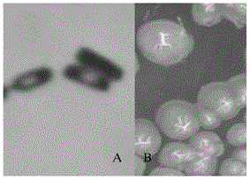 Bacillus mojavensis QLY002 strain, microbial inoculum, preparation method of microbial inoculum and use of Bacillus mojavensis QLY002 strain and microbial inoculum