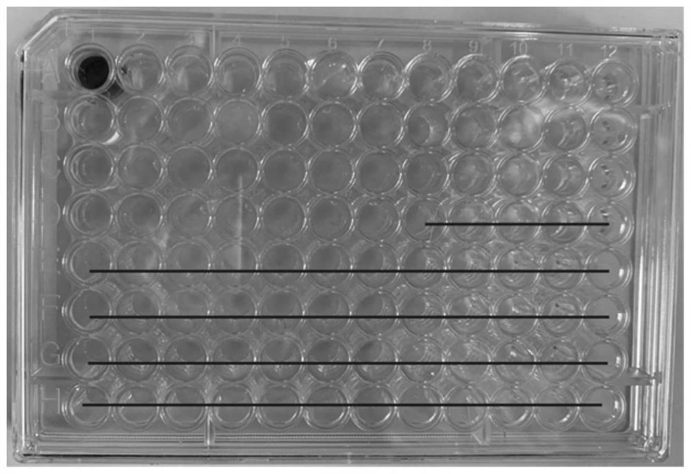 A probe, method and application for absolute quantification of Zygomyces bayeri