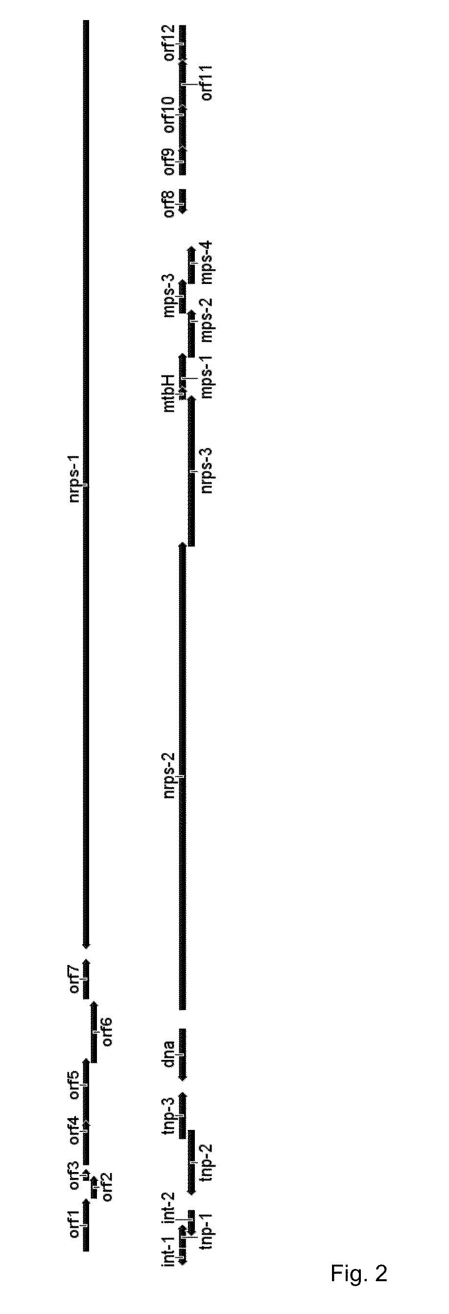 Gene cluster for biosynthesis of griselimycin and methylgriselimycin