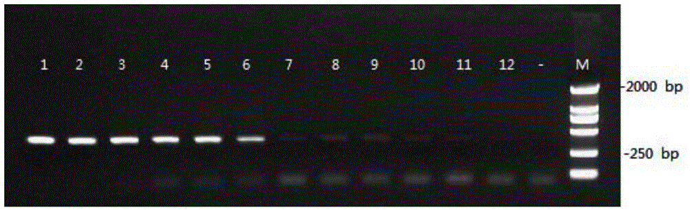 Apolygus lucorum specific COI primer, kit containing apolygus lucorum specific COI primer and application of kit