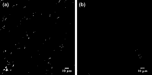 Iron and nitrogen co-doped carbon-oxygen reduction catalyst, and preparation method and application thereof