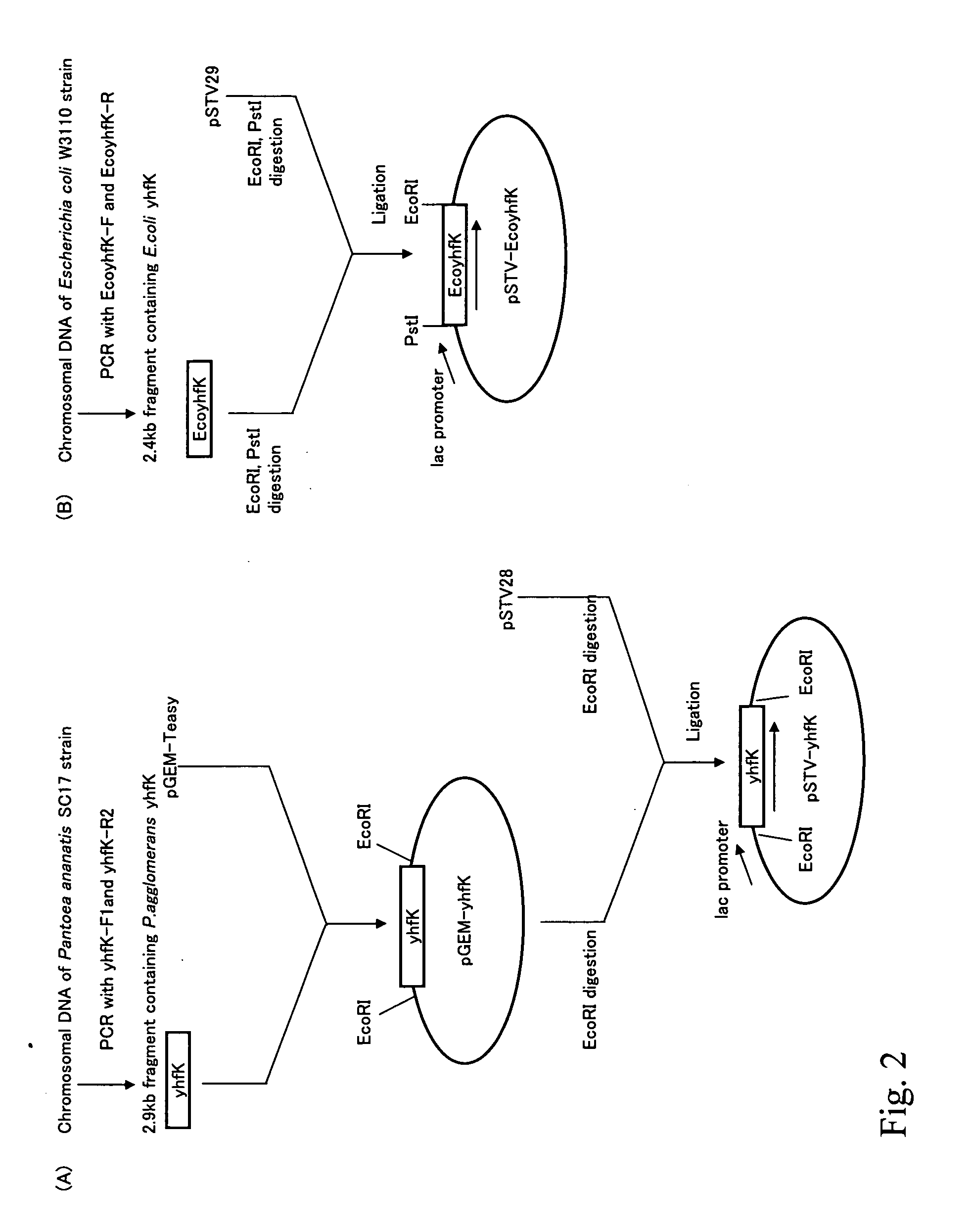 L-glutamic acid-producing microorganism and a method for producing L-glutamic acid