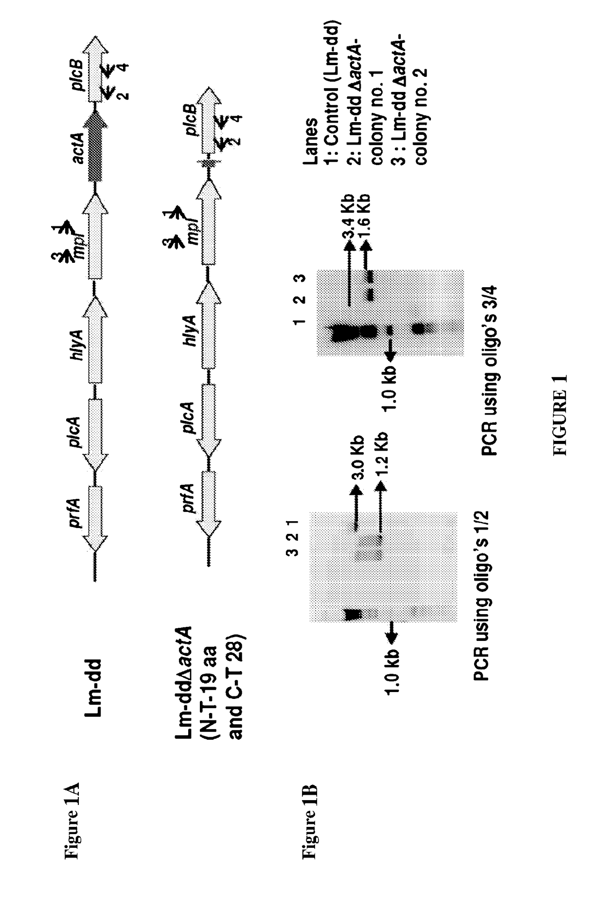 Manufacturing device and method of an immunotherapeutic formulation comprising a recombinant listeria strain