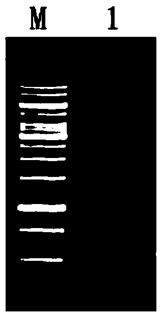 Method for analyzing genetic diversity of Portunus trituberculatus by using DArT (diversity arrays technology) labelling technique