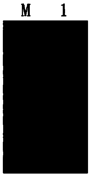 Method for analyzing genetic diversity of Portunus trituberculatus by using DArT (diversity arrays technology) labelling technique