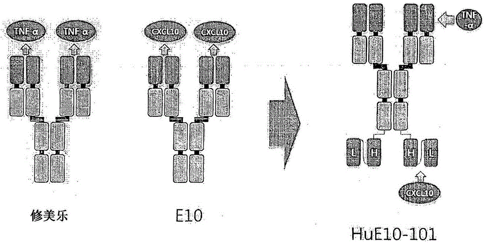 Anti-tnf- alpha /cxcl10 double-targeting antibody and use thereof