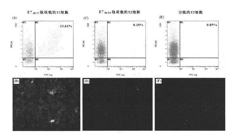 Anti-HPV (human papilloma virus) antibody and preparation method and application thereof