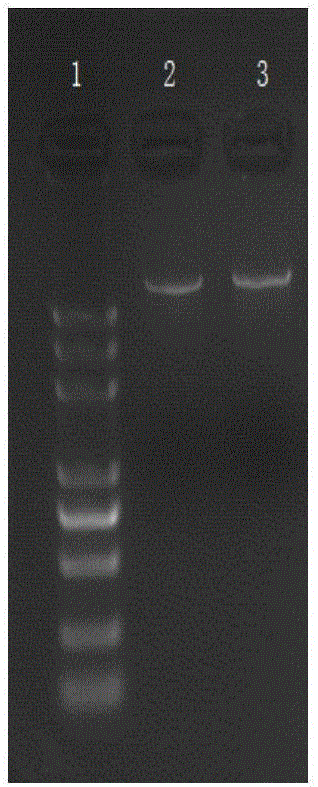 Establishing method of pig immunoglobulin Fc fragment-swine classical fever E2 fusion protein in CHO cell strain, as well as preparation method and application of fusion protein