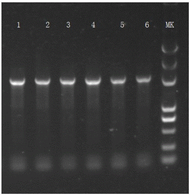 Establishing method of pig immunoglobulin Fc fragment-swine classical fever E2 fusion protein in CHO cell strain, as well as preparation method and application of fusion protein