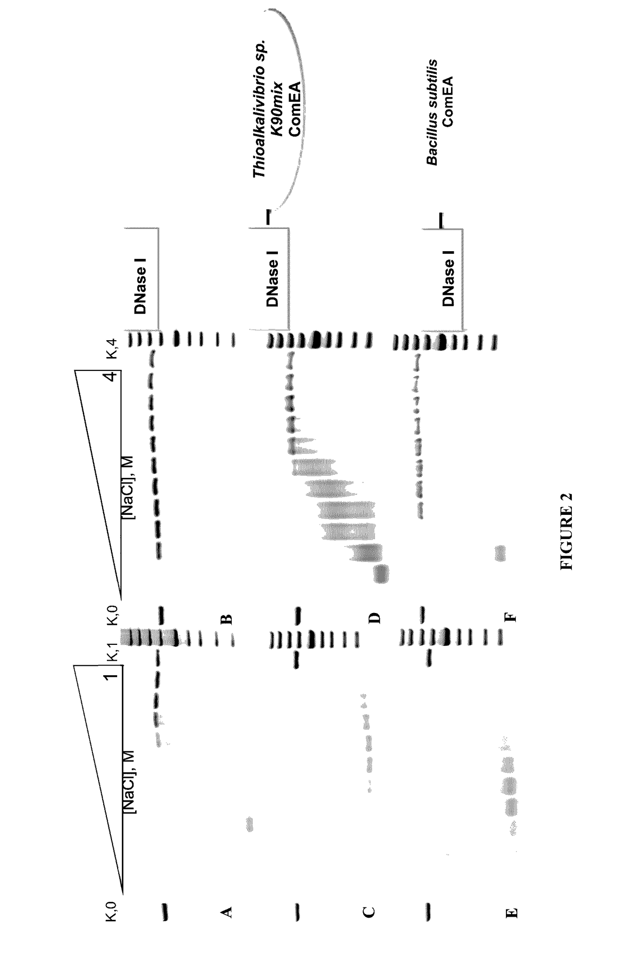 Deoxyribonuclease Enzymes