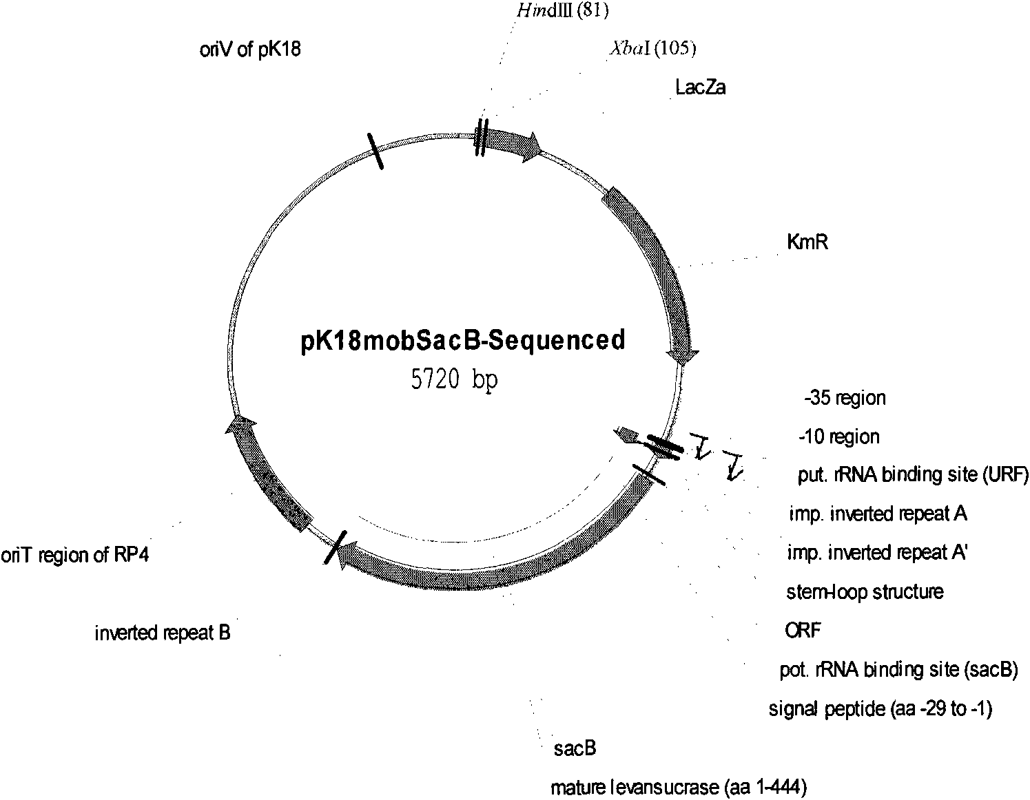 Method for preparing hydroxyalkanoate homopolymer and special bacteria thereof