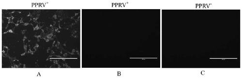 A kind of antigenic epitope peptide of F protein of Peste des petits ruminants virus and its determination, preparation method and application