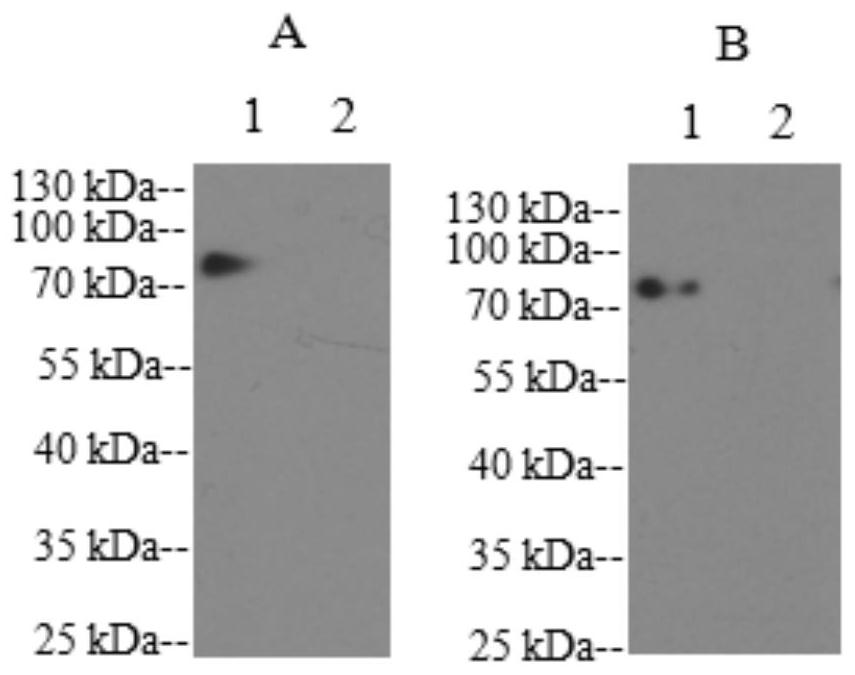 A kind of antigenic epitope peptide of F protein of Peste des petits ruminants virus and its determination, preparation method and application