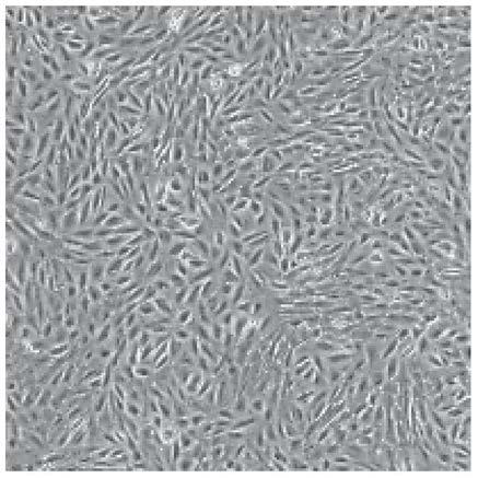 Method for culturing menstrual blood mesenchymal stem cells