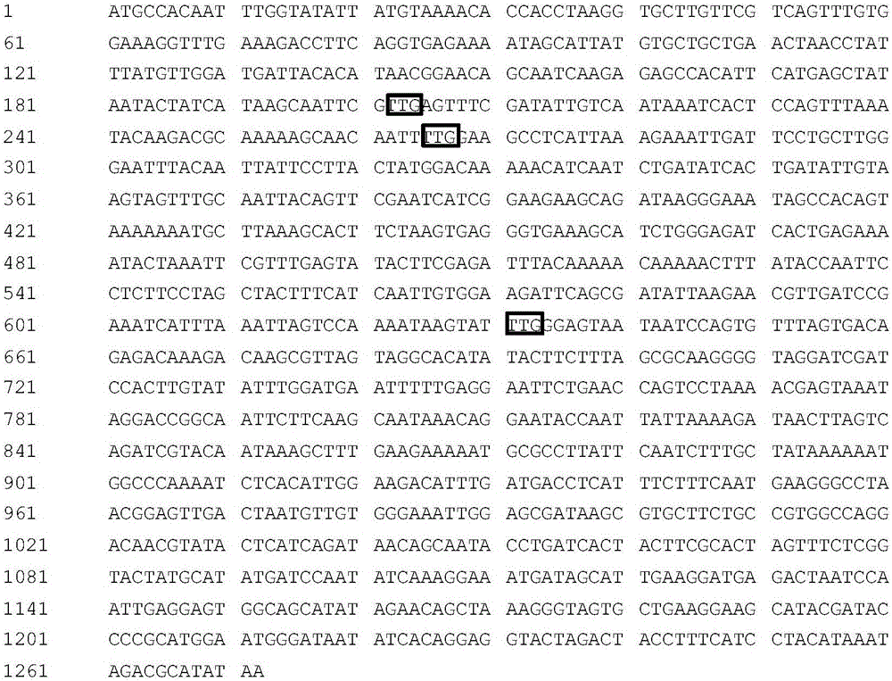 FLP/FRT gene knockout method of Candida amazonensis