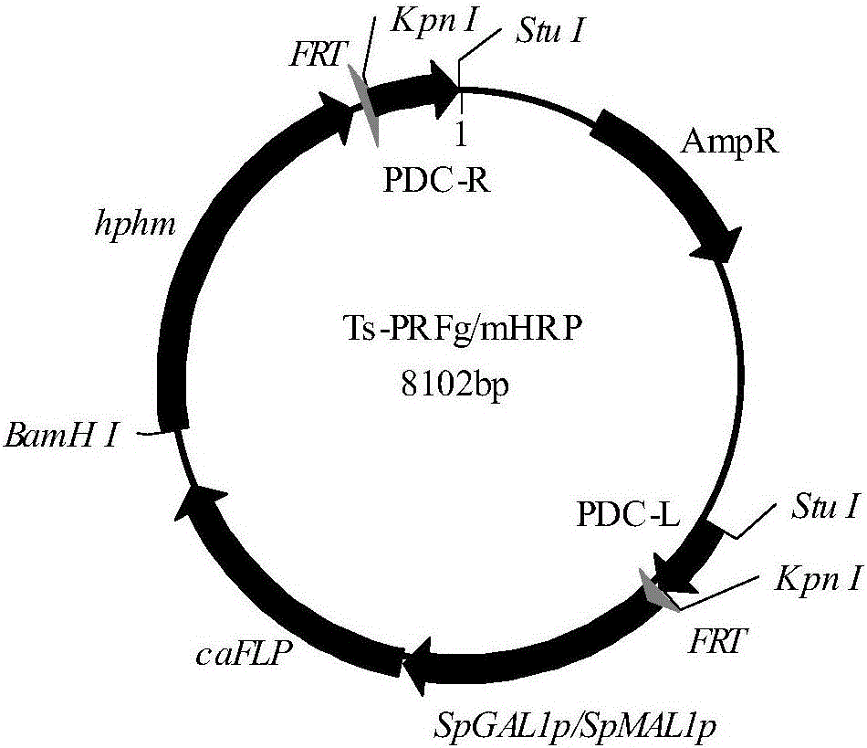 FLP/FRT gene knockout method of Candida amazonensis