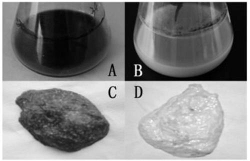 Aureobasidium pullulans alb1 gene knockout mutant strain and its application