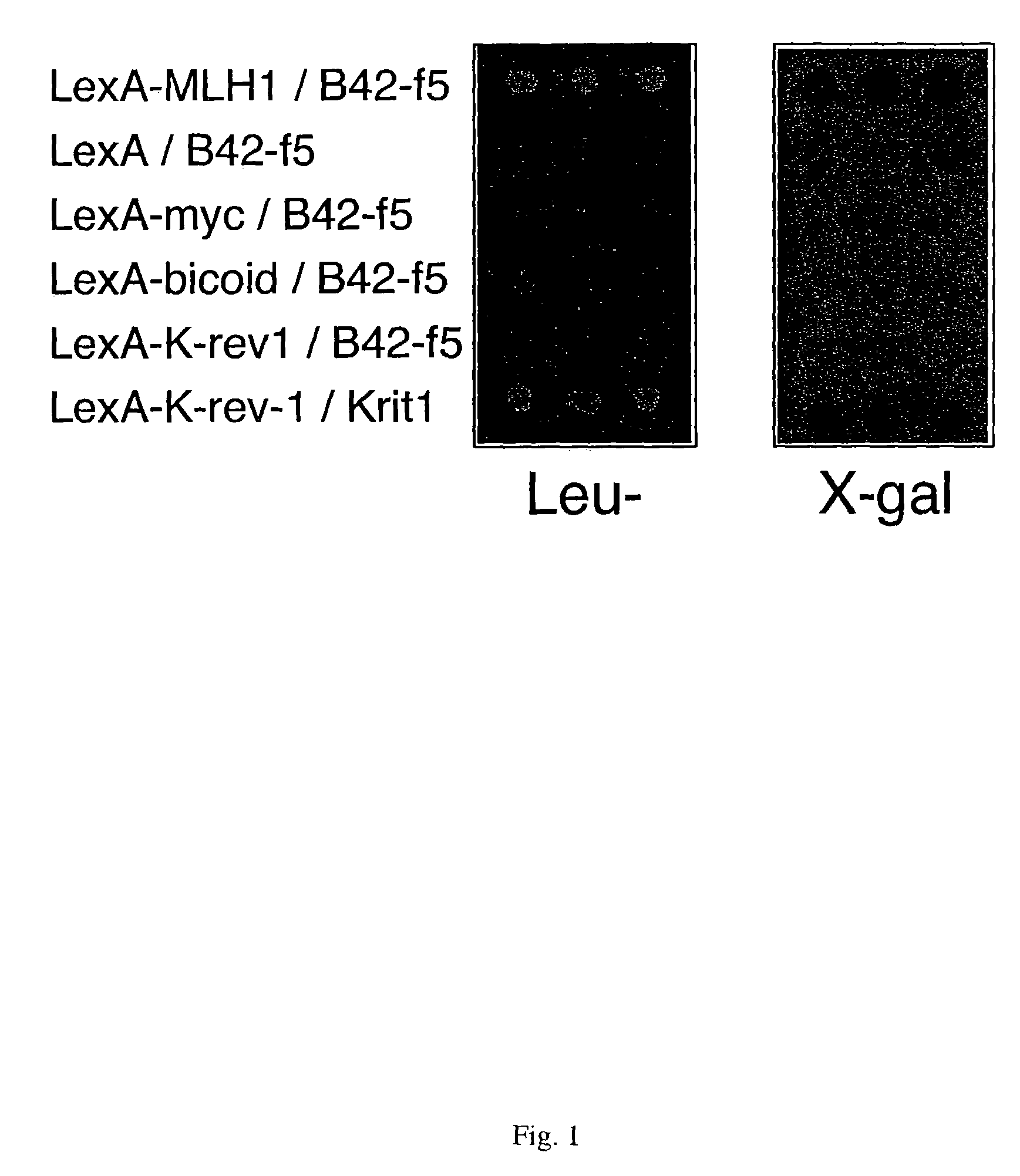 Antibodies immunologically specific for a DNA repair endonuclease and methods of use thereof