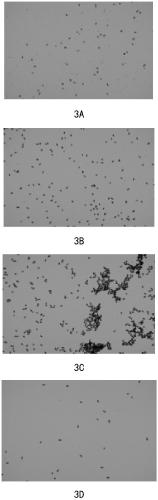 Reagent for rapidly fixing tetrahymena thermophila for cell counting and counting method of reagent