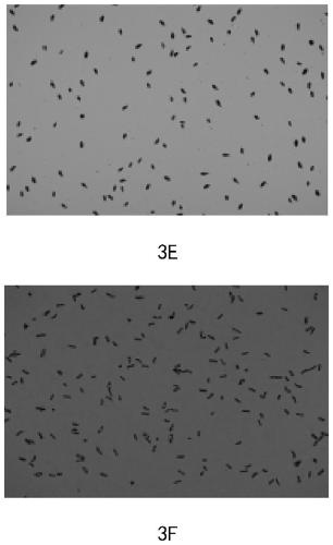 Reagent for rapidly fixing tetrahymena thermophila for cell counting and counting method of reagent