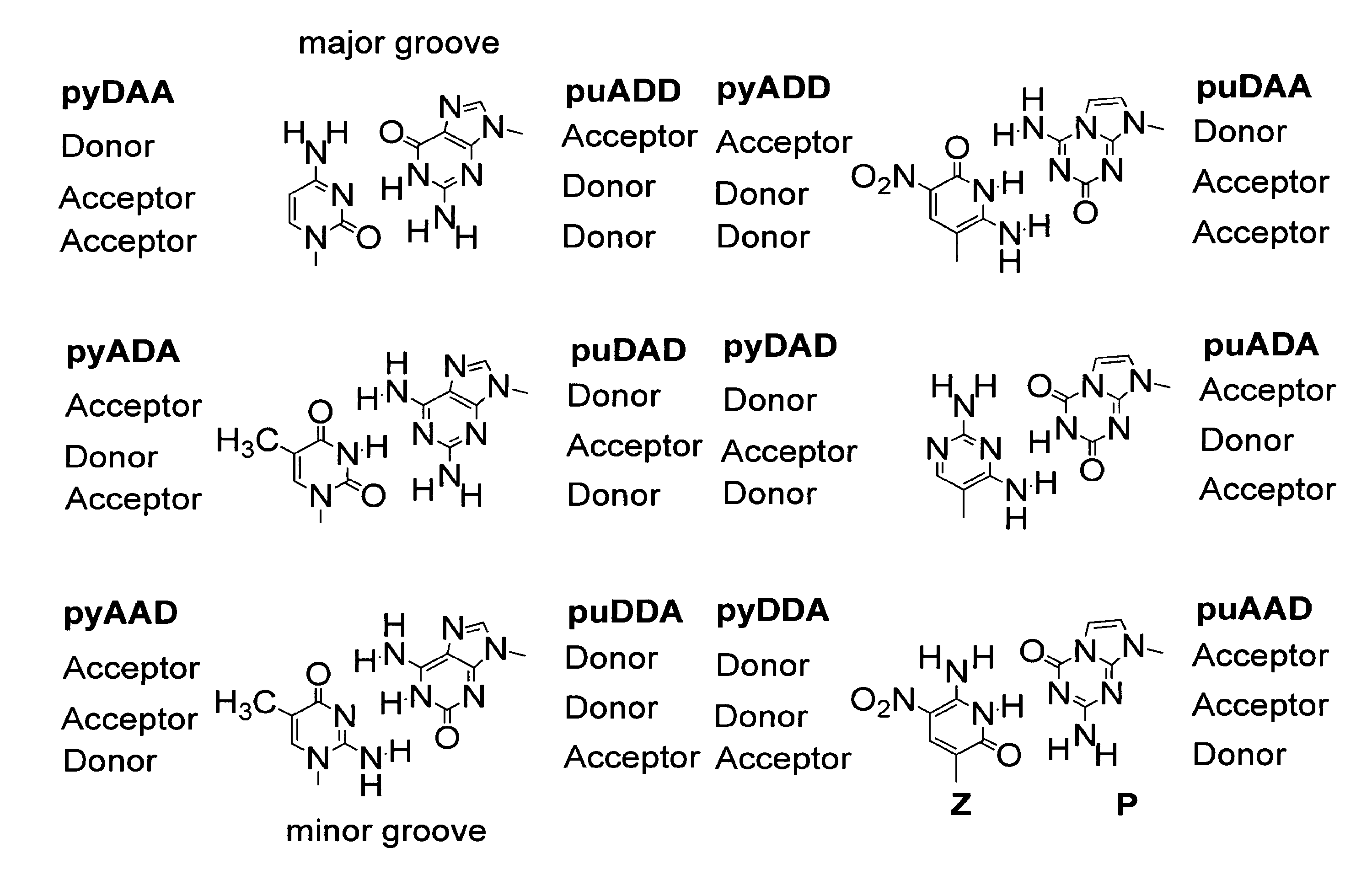 Polymerase incorporation of non-standard nucleotides